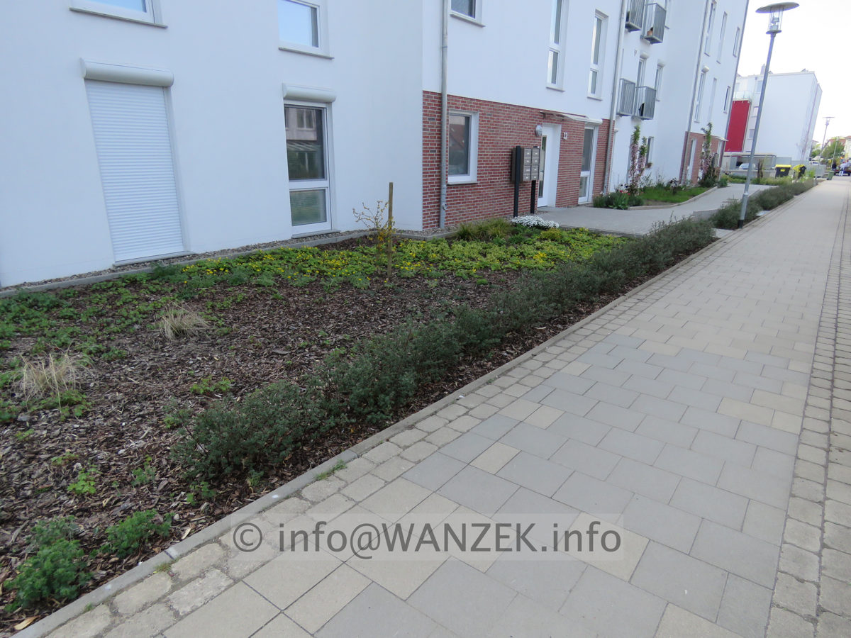 Potentilla fruticosa Sommerflor -Hecke im Austrieb.JPG